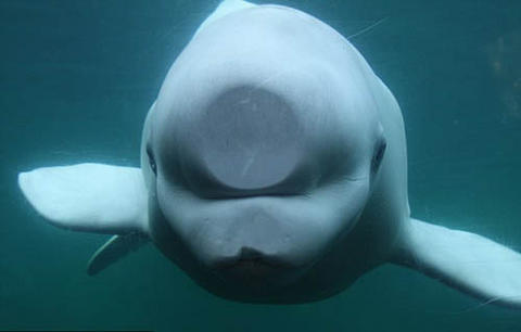 20110323 beluga.jpg